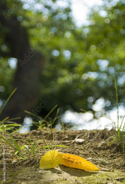 Fototapeta 落ち葉　素材