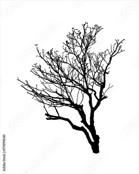 Fototapeta Bare tree silhouette Isolated on white background