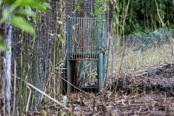 Fototapeta A trap to catch foxes
