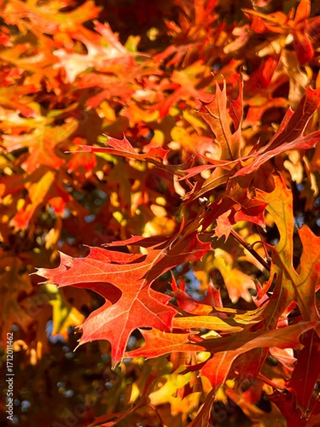 Fototapeta Close up of autumn golden and orange foliage on trees