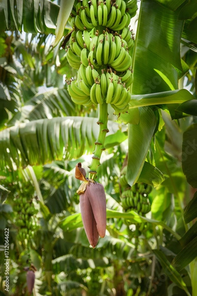 Fototapeta Banana plantation. The big flower of banana with bananas. Shallow depth of field