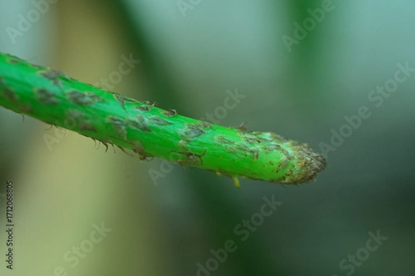 Obraz Close up of  root of Fern plant, India,