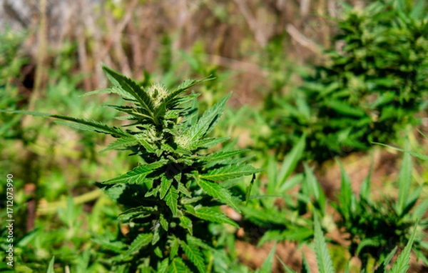 Fototapeta Cannabis plants grow naturally in a field. A close-up view of the green leaves and buds. A healthy and natural industrial hemp crop.