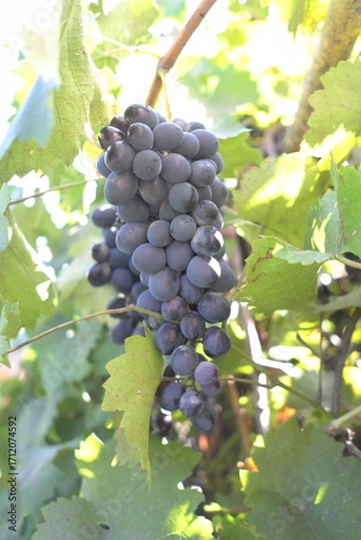 Obraz A cluster of dark blue grapes hangs from a vine. A beautiful bunch of ripe fruit ready for harvest in a vineyard. A close-up of a natural summer crop.
