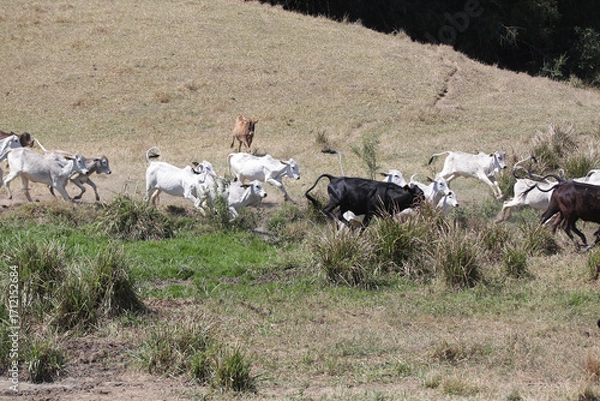 Fototapeta Bezerros pastando em liberdade, símbolos da vida rural e da conexão com a natureza. A tranquilidade do campo e a pureza dos animais revelam a essência da pecuária sustentável e a harmonia.