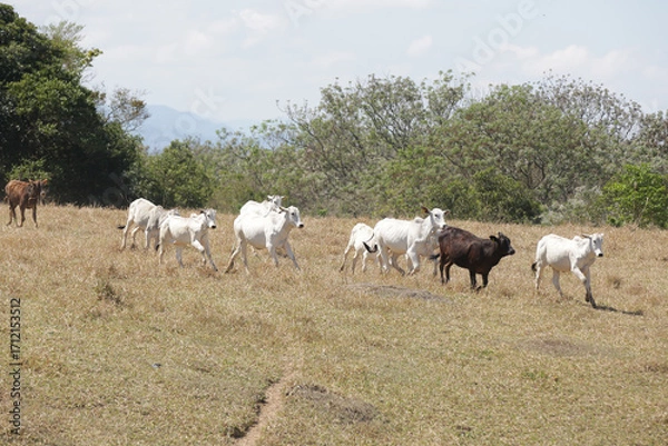 Fototapeta Bezerros pastando em liberdade, símbolos da vida rural e da conexão com a natureza. A tranquilidade do campo e a pureza dos animais revelam a essência da pecuária sustentável e a harmonia.