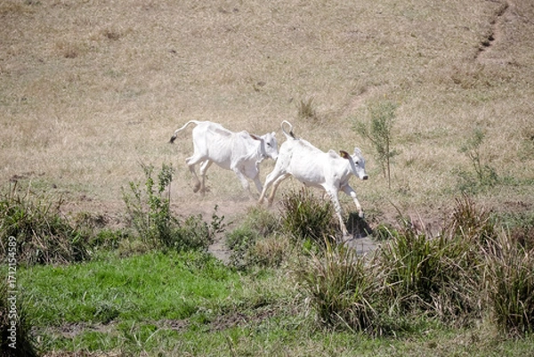 Fototapeta Bezerros pastando em liberdade, símbolos da vida rural e da conexão com a natureza. A tranquilidade do campo e a pureza dos animais revelam a essência da pecuária sustentável e a harmonia.