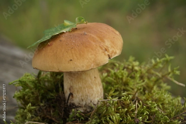 Obraz White mushroom grows in moss