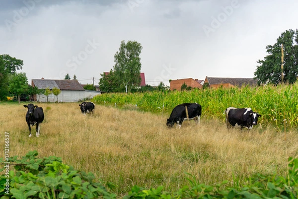 Fototapeta Cows grazing on grass near cornfield, with rural farm buildings and trees visible in the background landscape.