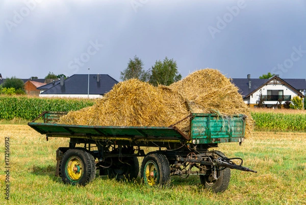 Fototapeta Farm cart with wet hay standing on field near corn, with modern residential houses visible in the background.