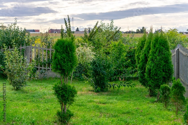 Fototapeta Home garden with thuja trees and ornamental shrubs, surrounded by concrete fence, with green lawn and fields behind.