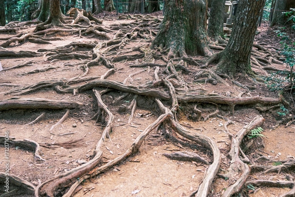 Fototapeta 【#京都】鞍馬寺の木の根道