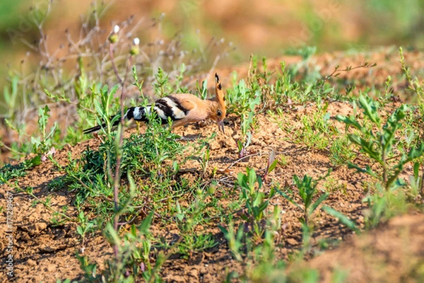 Fototapeta Common hoopoe or Upupa epops in steppe