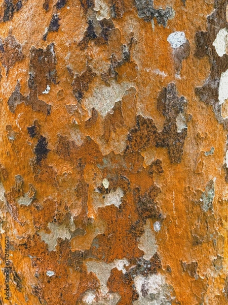 Fototapeta rot gefleckte Baumrinde einer Platane 