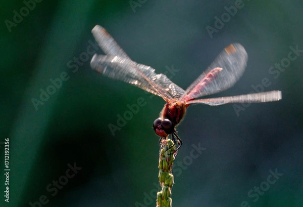 Fototapeta 草に留まるアキアカネ
