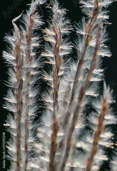 Fototapeta 秋の陽射しに輝くススキの穂
