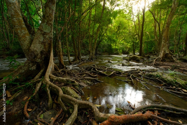 Fototapeta A forest with a stream of water and a lot of roots 𝙆𝙝𝙡𝙤𝙣𝙜 𝙇𝙖𝙣 waterfall , 𝙆𝙖𝙢𝙥𝙝𝙖𝙚𝙣𝙜 𝙋𝙝𝙚𝙩