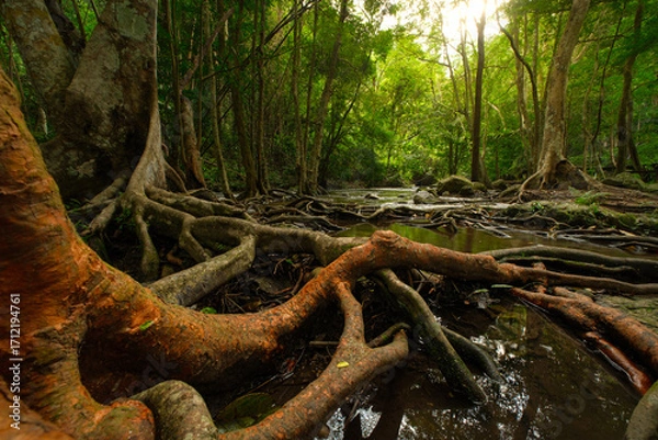 Fototapeta A large tree with many roots is in a forest 𝙆𝙝𝙡𝙤𝙣𝙜 𝙇𝙖𝙣 waterfall , 𝙆𝙖𝙢𝙥𝙝𝙖𝙚𝙣𝙜 𝙋𝙝𝙚𝙩