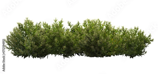 Fototapeta 3d render of Night blooming jasmine, an evergreen woody shrub,, , isolated over transparent background, PNG cut-out	