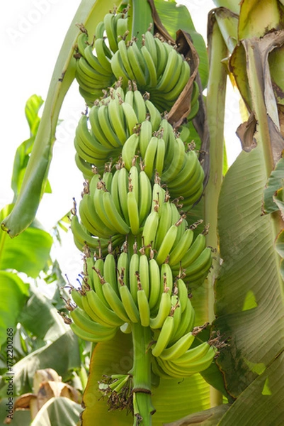 Fototapeta Banana plantation. Shallow depth of field