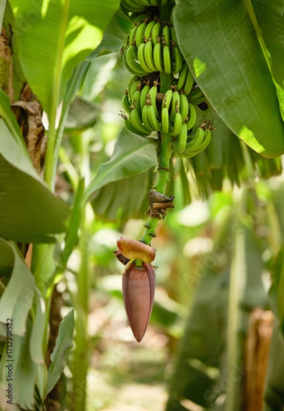 Fototapeta Banana plantation. The big flower of banana with bananas. Shallow depth of field