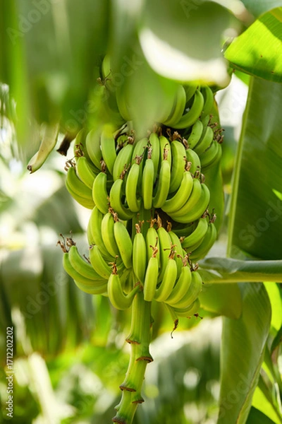 Fototapeta Green tropical banana fruits on banana plantation. Shallow depth of field