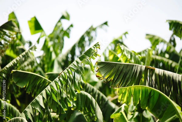 Fototapeta Banana plantation. . Shallow depth of field