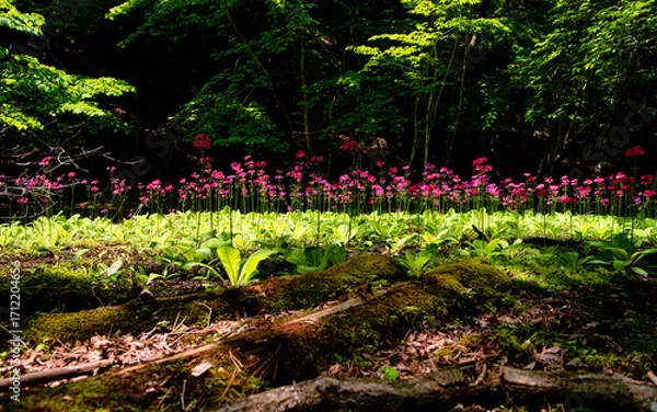 Fototapeta 栃木県日光市　龍王峡の遊歩道沿いに咲くクリンソウ