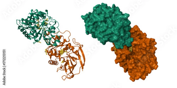 Obraz Crystal structure of human prostaglandin reductase 1 (PTGR1) in complex with methotrexate. 3D cartoon and molecular surface models, pdb 9d6z, chain id color scheme