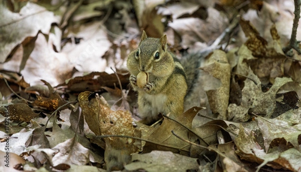 Obraz Eating Chipmunk