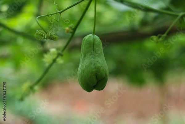 Fototapeta close up chayote fruit hanging fresh green vegetable captured in sumedang, west java, indonesia.