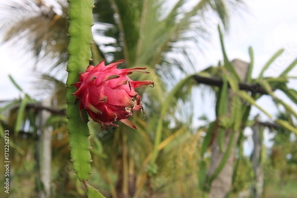 Fototapeta Single Dragon Fruit with Copy Space