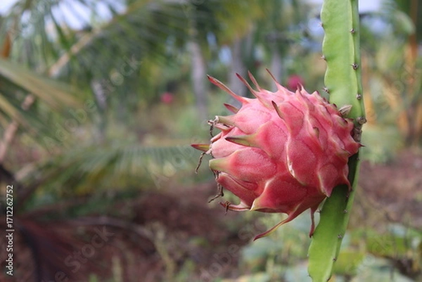 Fototapeta Single Dragon Fruit with Copy Space
