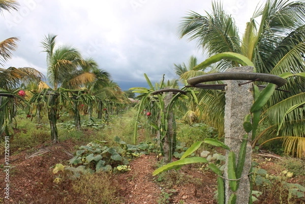 Fototapeta Wide Angle View of Dragon Fruit Plants in the Garden