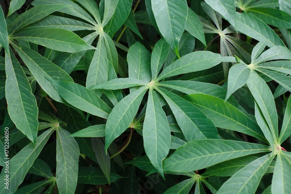 Fototapeta cassava leaves with sharp green veins pattern showing natural tropical foliage and healthy agriculture crop