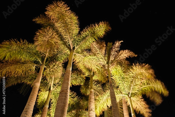 Fototapeta Palm tree in the night wit stairs on a black night. Long exposure photography with moving branches