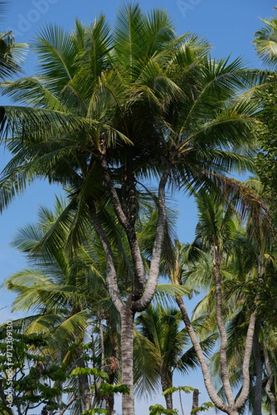 Fototapeta coconut palm tree the trunk is twisted and tall.