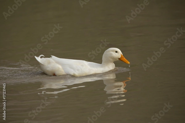 Fototapeta DUCK-1