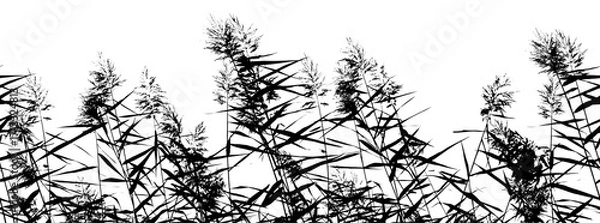 Fototapeta Seamless Black Silhouette Reeds Pattern on White Background. Black silhouettes of reeds and rushes on a clean white background, ideal for modern botanical-themed projects.Vector-style botanic graphic.