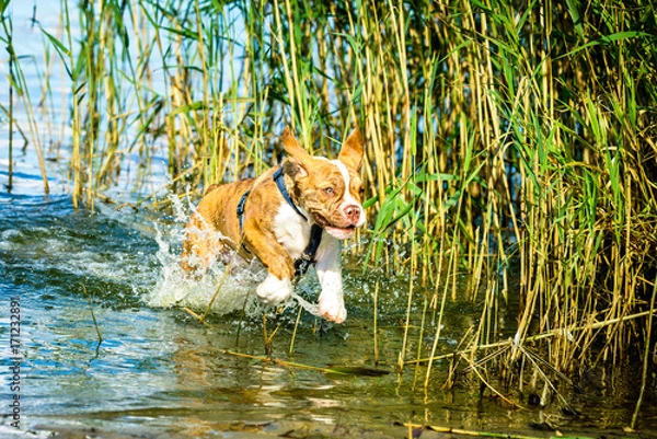 Obraz Hund in Action