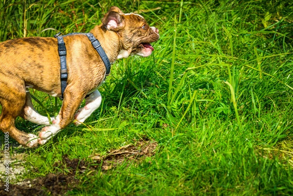 Obraz Hund in Action