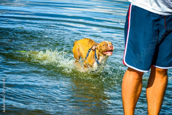 Obraz Hund in Action