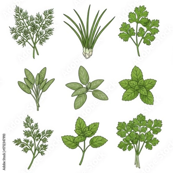 Fototapeta Nine Green Culinary Herbs Plants with Intricate Leaf Textures on White Background