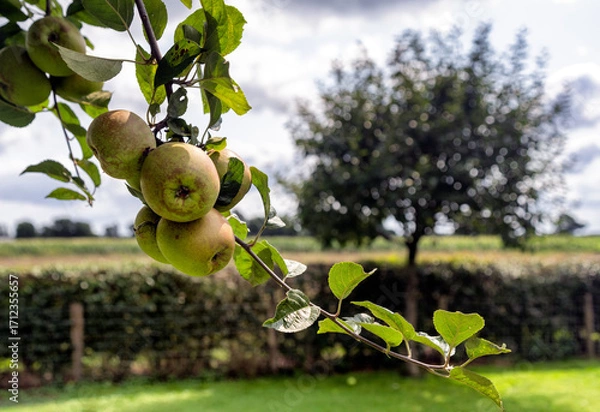 Fototapeta A cluster of apples hangs from a tree branch with a blurred background of other trees and a field. The lighting highlights the textures of the leaves and fruit.