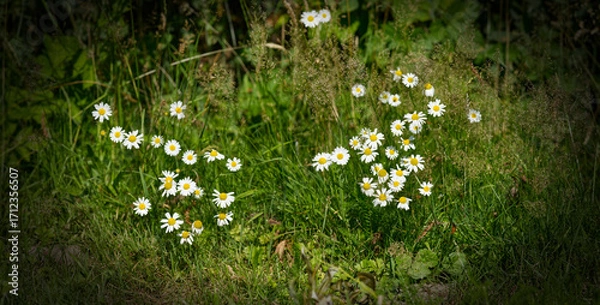 Obraz Magerwiesen-Margerite