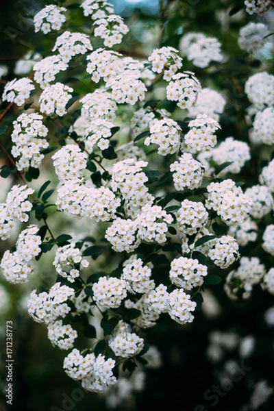 Fototapeta White flower