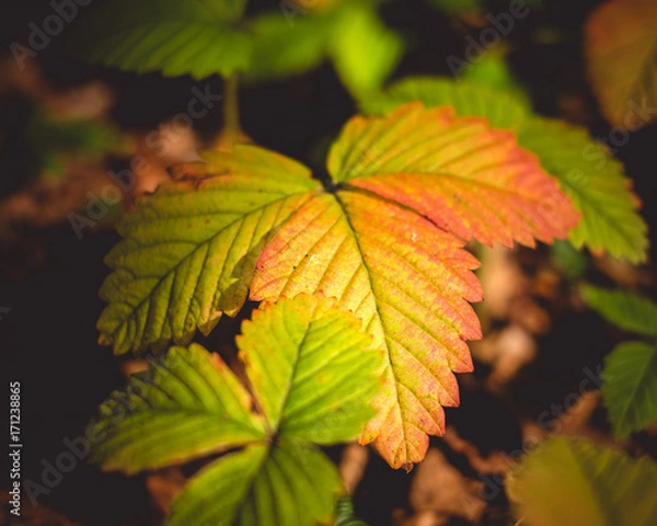 Fototapeta Höstfärg