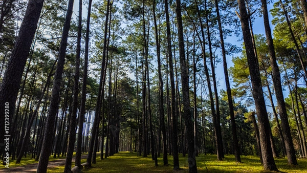 Fototapeta Pine trees line the green forest under the blue sky. The green grass carpets the area, inviting you to sit and relax on it. The cool, refreshing air is filled with the scent of nature. green forest