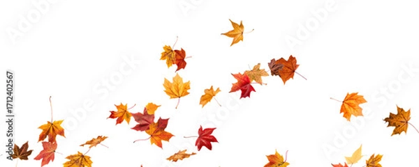 Fototapeta PNG Falling leaves, autumn foliage on transparent background, beautiful background Overlay orange and gold leaves. Vector maple leaf, png, flying foliage from tree.