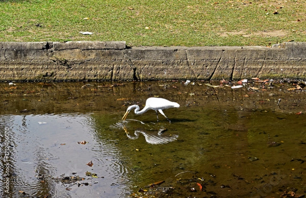 Fototapeta Great egret (Ardea alba) on lake, Rio de Janeiro, Brazil